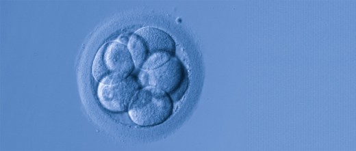 embrion-3-dias-infertilymadre